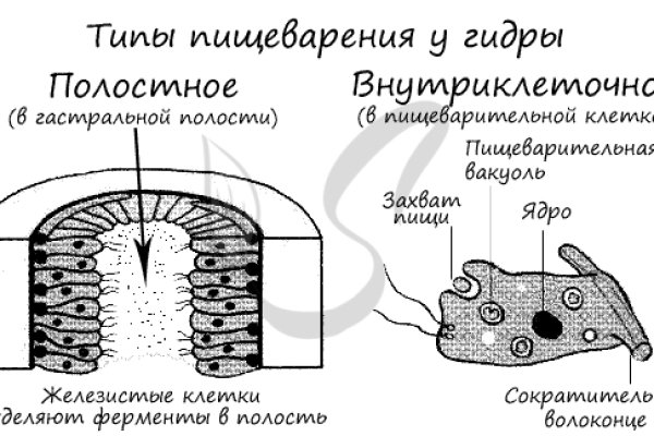 Кракен даркне vtor run