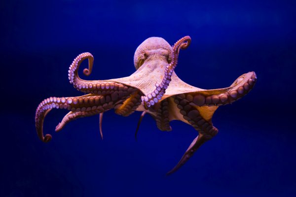 Kraken clear ссылка